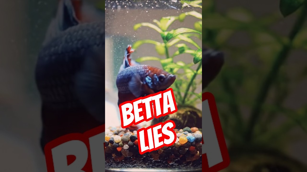 The Bowl Myth That's Killing Betta Fish😱
