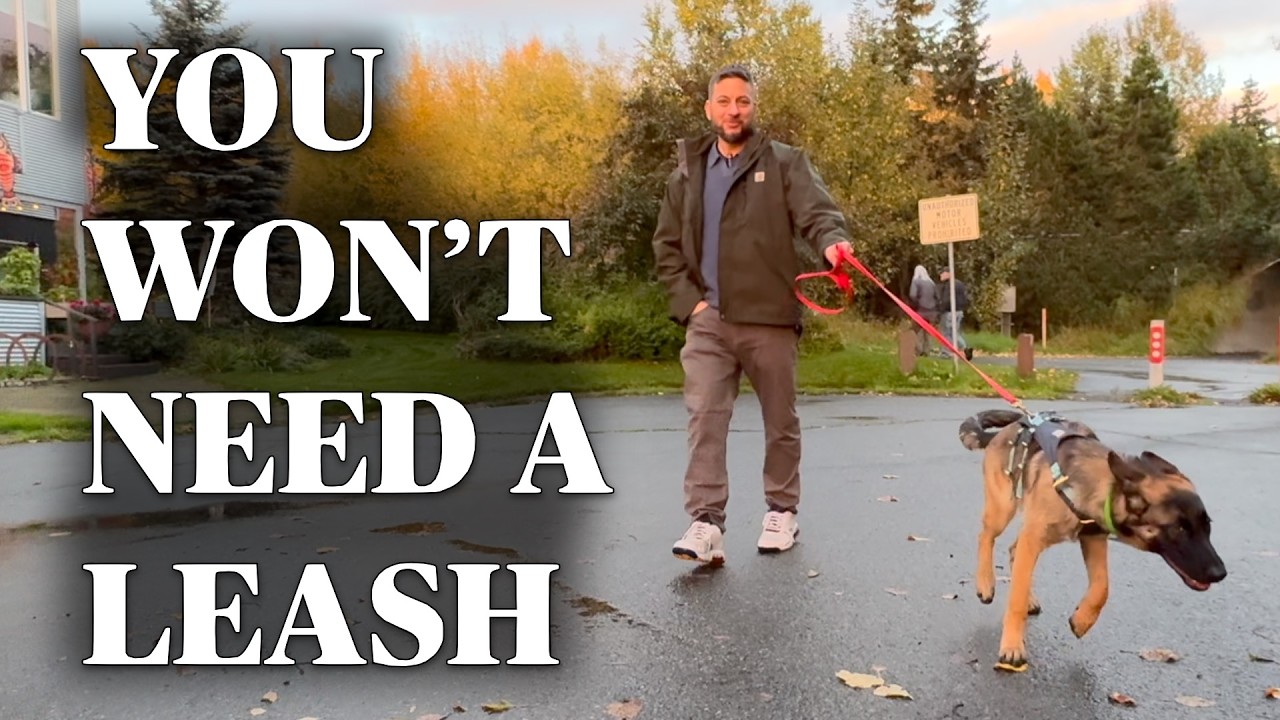 Stop Pulling! SO EFFECTIVE You Won't Need A Leash! 🤩