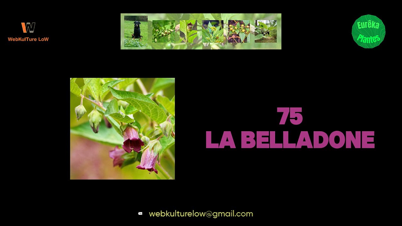 Eurêka Plantes75 La Belladone