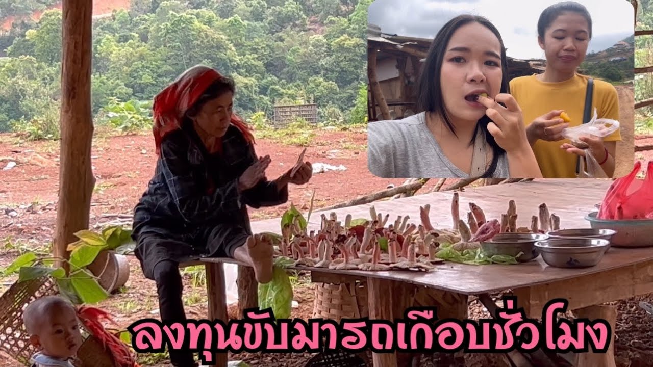 ตามหาเห็ดชนิดที่มาแรงที่สุดในไทย 🇹🇭 ทางเราจะมีขายไหม?