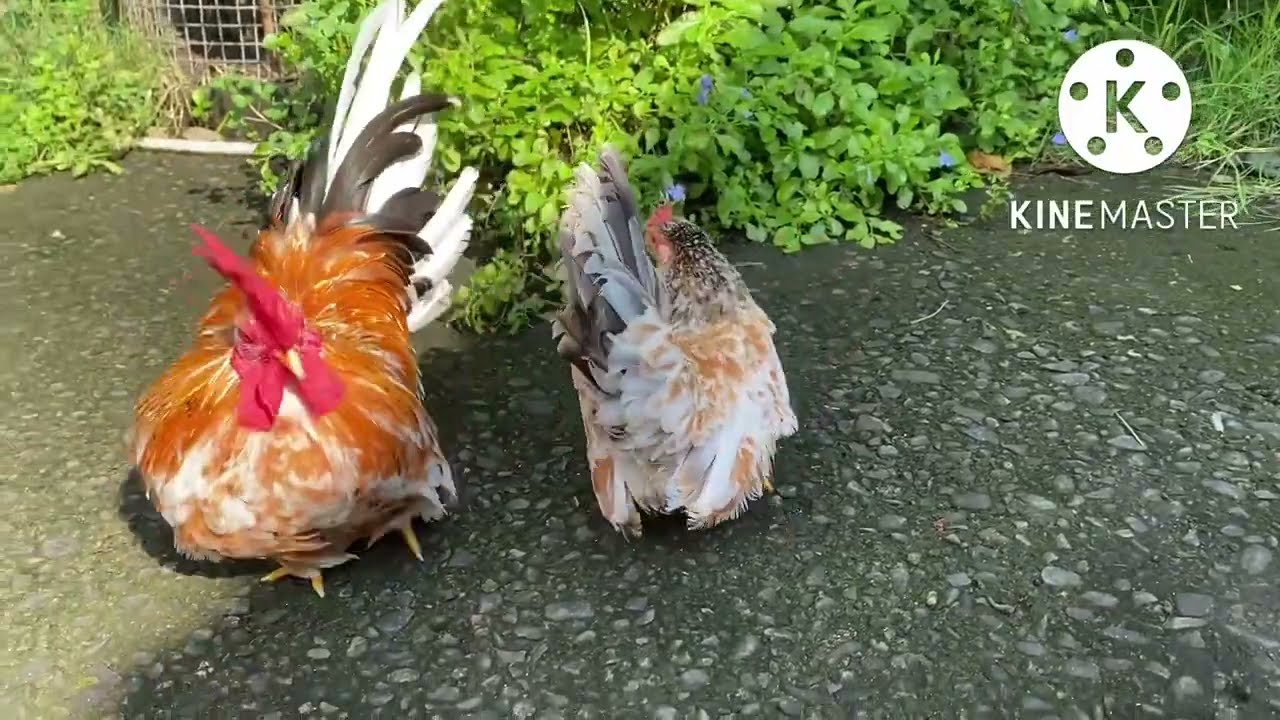Japanese Bantam Chicken