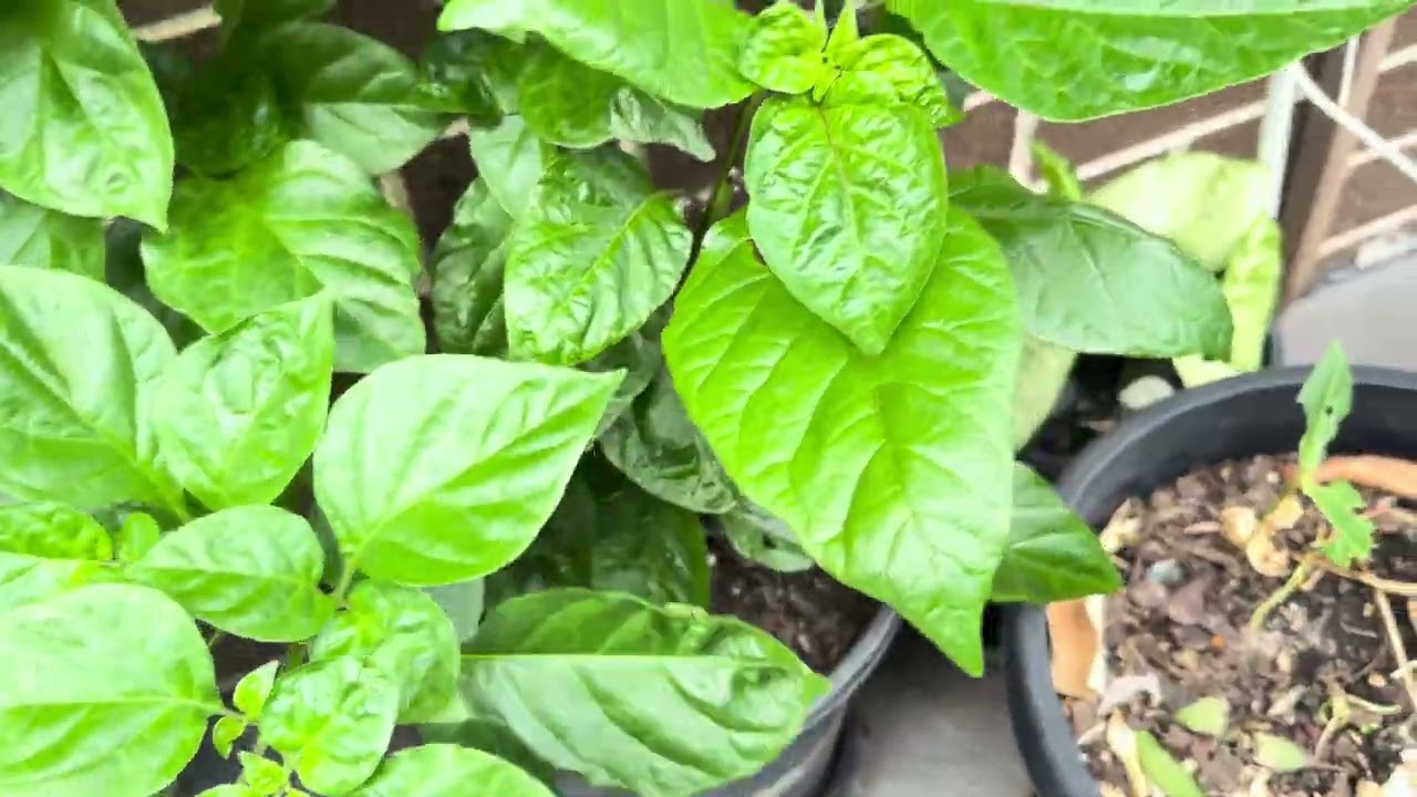 মাটিতে হাত,প্রকৃতির সাথে হৃদয়।একটি বাগান লালন,পালন করা মানে কেবল শরীরকেই নয়,আত্মাকেও খাওয়ানো।