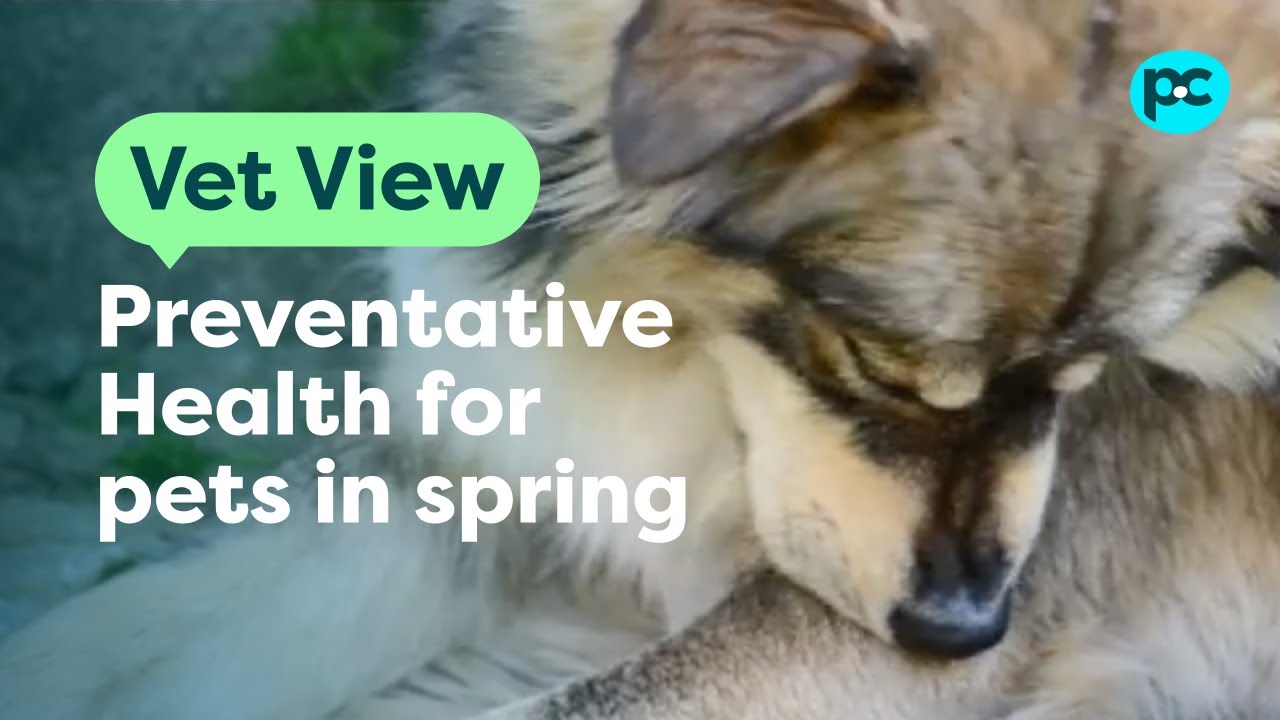 Preventative Health for #pets in spring | PET CIRCLE