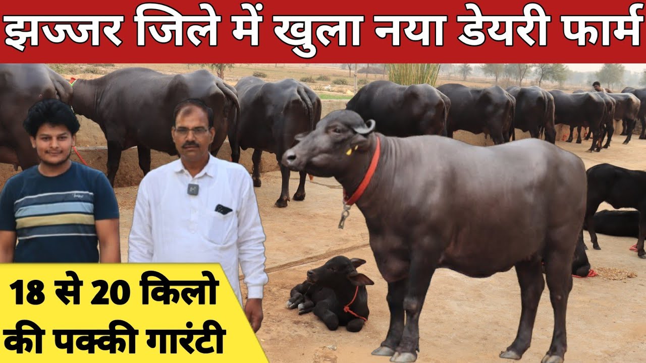 एक ग्याभिन और पांच ताजा भैंसे, 18 से 20 किलो दूध की पक्की गारंटी || Pardhan Dairy Farm (9728101517)