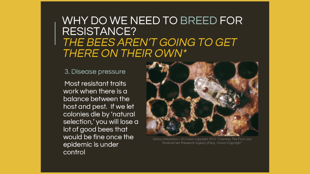 Mite Resistant Queen Stock Meghan Milbrath NY Bee Wellness