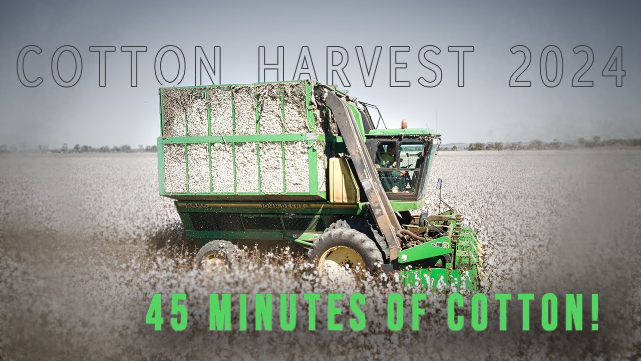 The Cotton Harvest 2024 Extended!