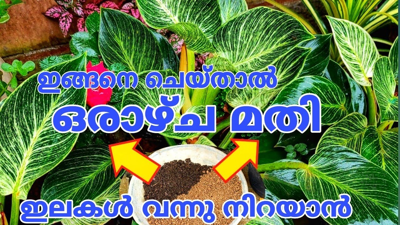 പുതിയ രീതി വലിയ ഇലകളും വലിയ ചെടിയും ആക്കി വെക്കാം  Birkin Plant Care Malayalam & Birkin Plant