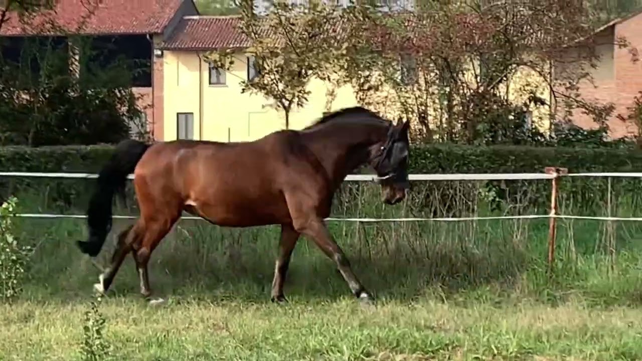 Crazy horse, Saturn tantoammore 😍