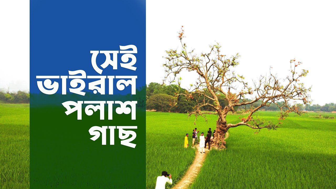 সেই ভাইরাল পলাশ ফুল গাছটি Palash Tree in GAZIPUR Bangladesh
