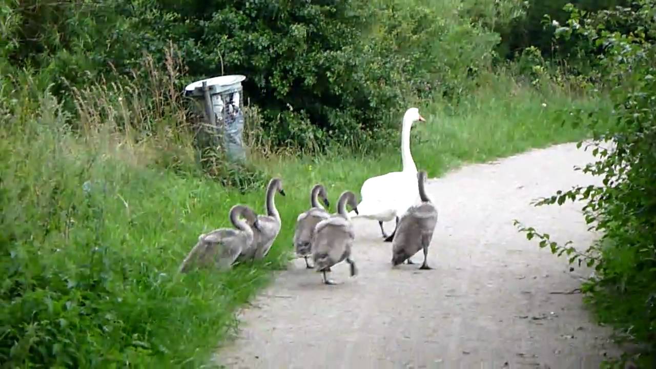 Panasonic Lumix DMC-FT1 - HD Video Sample