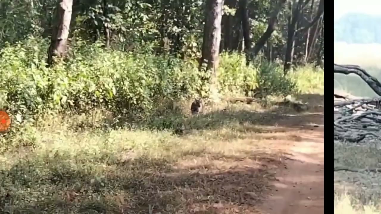 Ep-1 Kanha National  park,Kanha tiger reserve ,barasingha,upsc