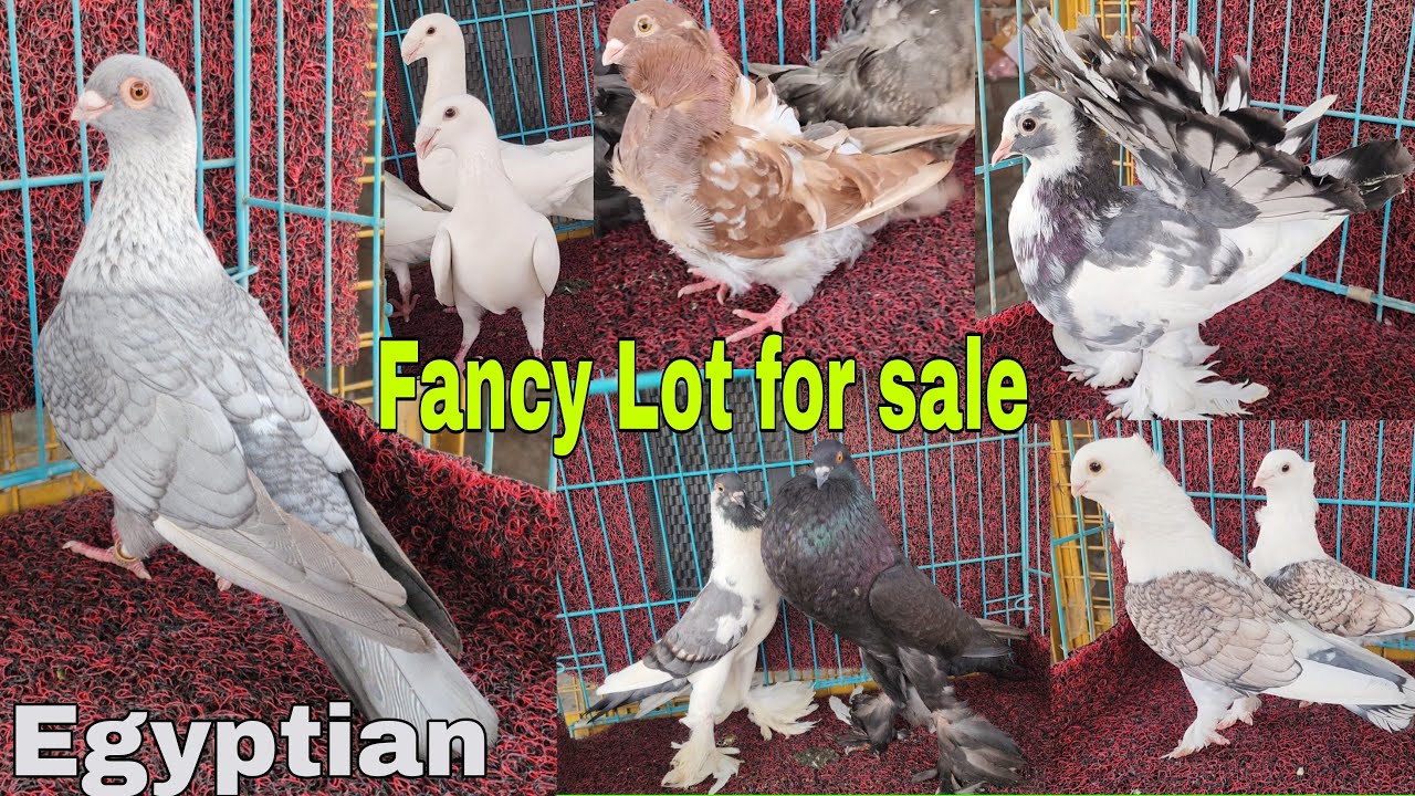 Top quality ke fancy kabootar for sale in Meerut. Dr Imran khan. 8445344040