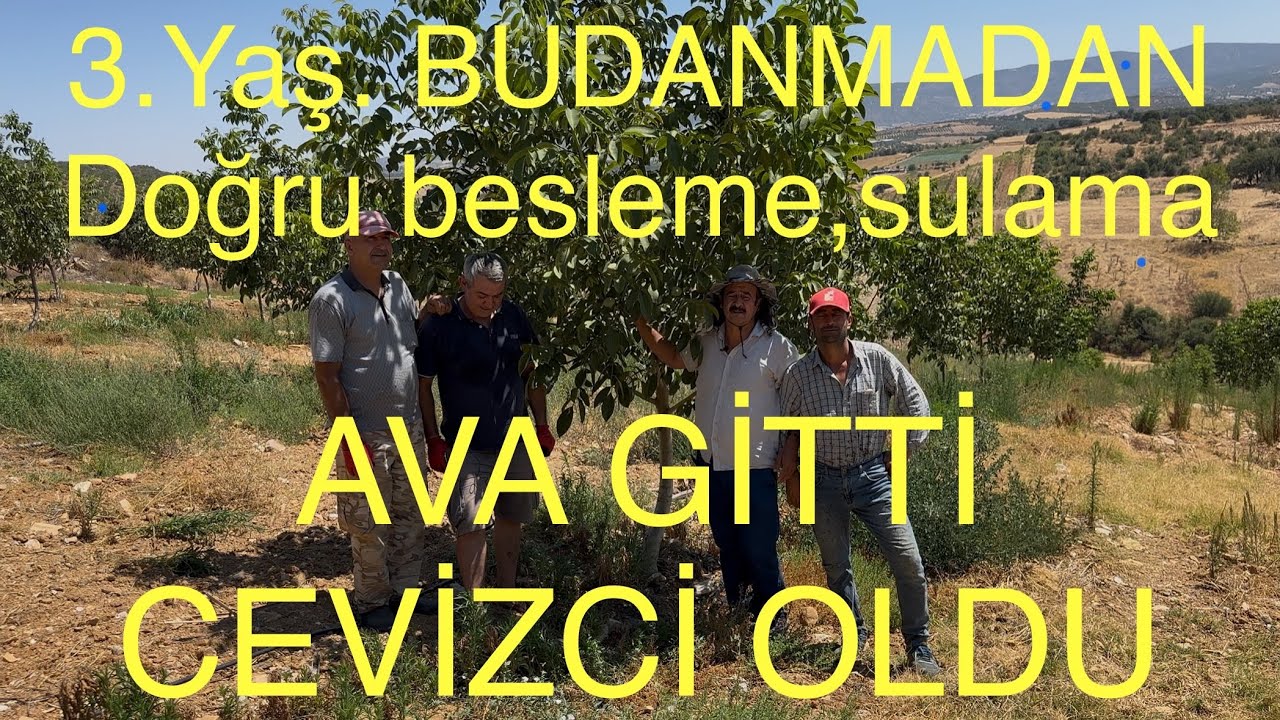 AVA GİTTİ CEVİZCİ OLDU. 3. Yaş BUDAMADAN Doğru besleme, doğru sulama. Ceviz Adam Ahmet.
