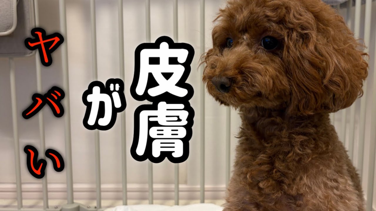 【タイニープードル】皮膚が大変なことになった末路