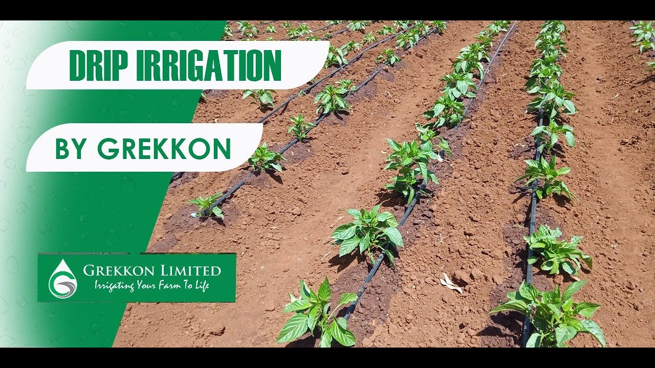 1 acre drip irrigation kit in Kenya - Best sukuma wiki drip kit