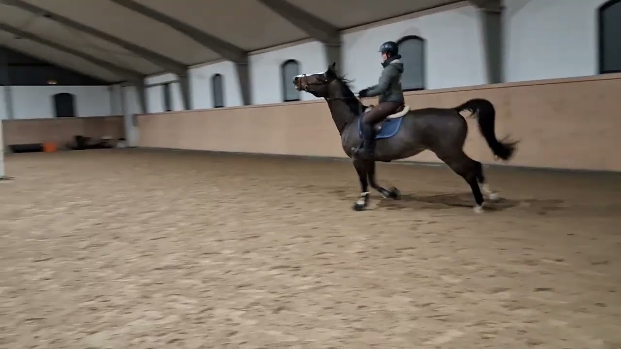 Mini gymnastikhoppar och trimmar över lite hinder upp till 115 cm i Ankis ridhus 