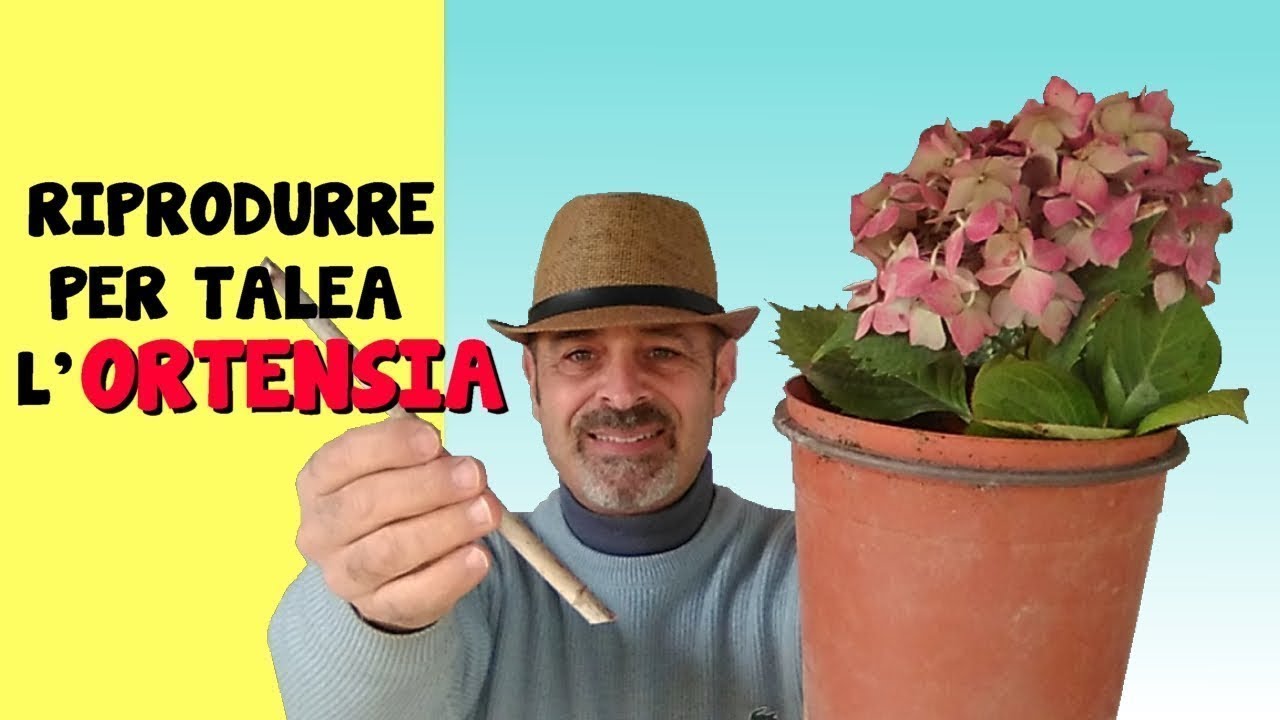 RIPRODURRE PER TALEA L'ORTENSIA
