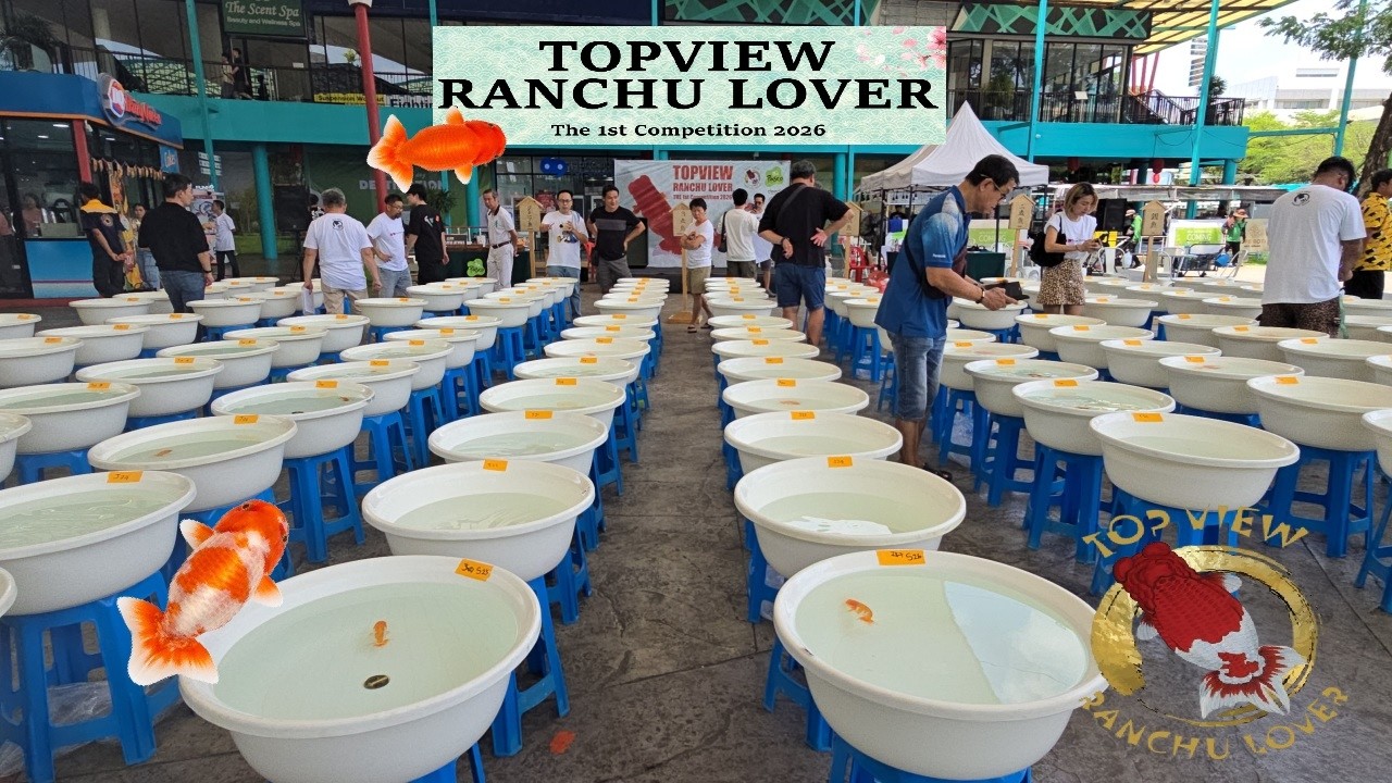 🐟 Top View Ranchu Competition 2026 | Stunning Goldfish & Judging Highlights 🏆