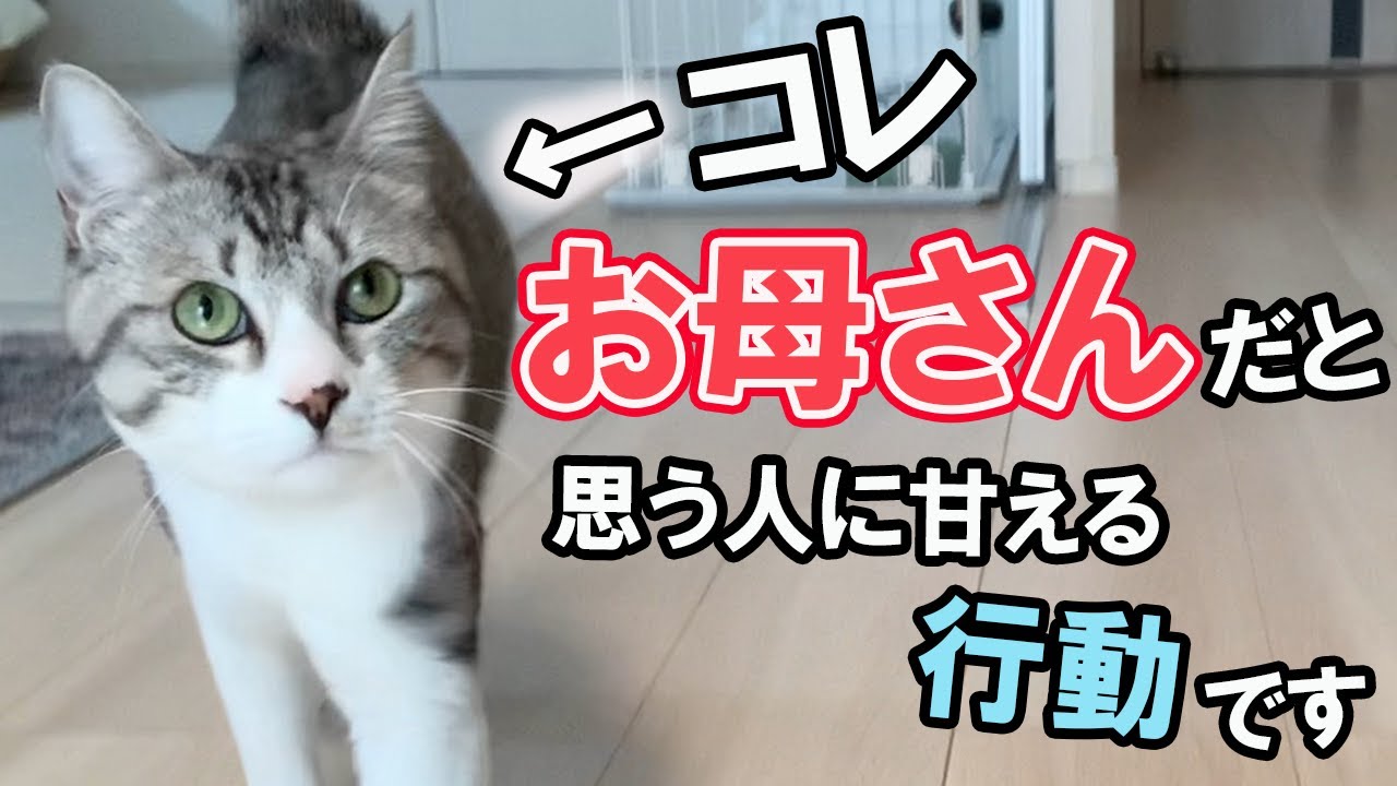 猫がお母さんだと思う人に甘える行動・仕草【保護猫】
