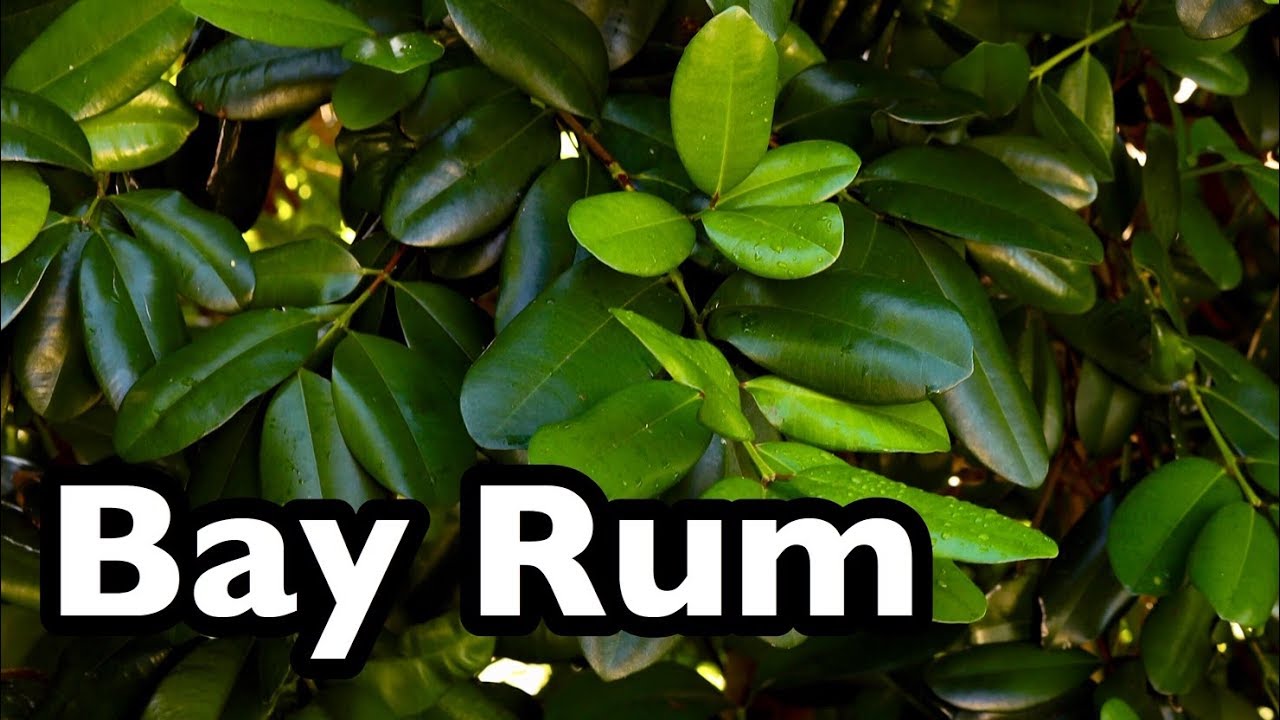 All About Bay Rum (Pimenta racemosa)