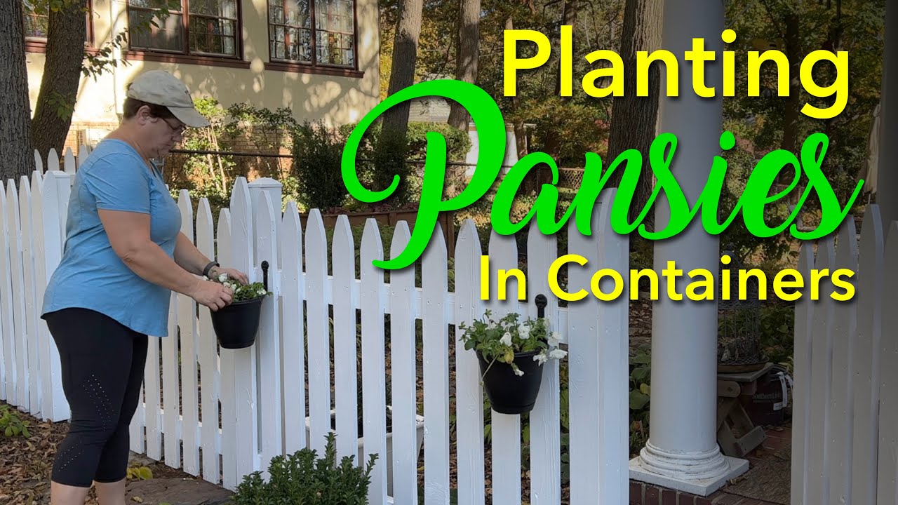 Planting Pansies in Containers for Winter - ❄️🌸❄️