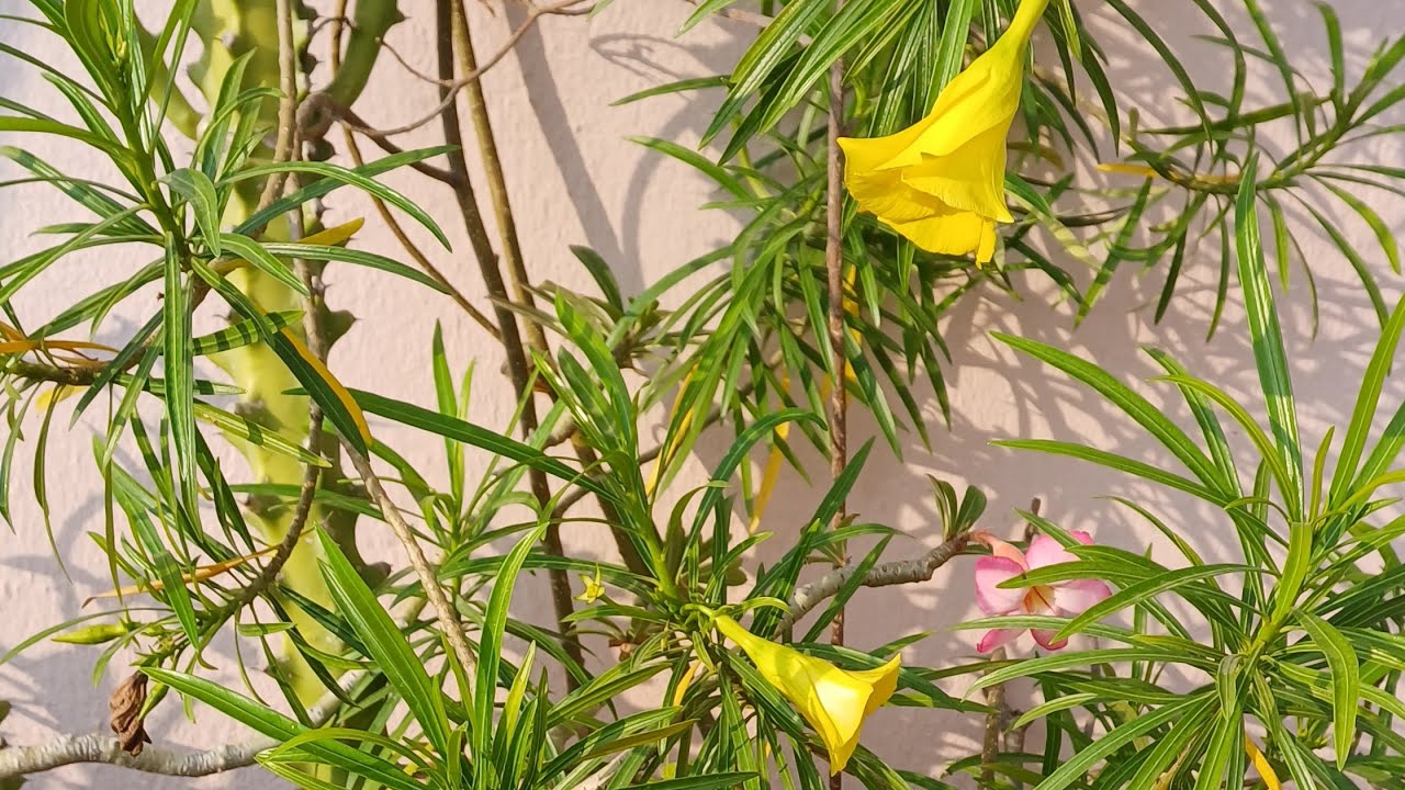 শুভ সন্ধ্যা বন্ধুরা 🌸🌼🌸🌼