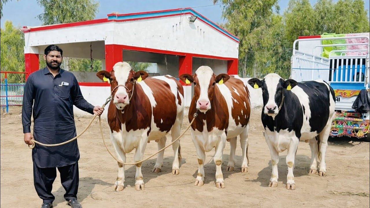 Red Friesian HF Heifers for Sale in Punjab Pakistan | Top Class Imported Heifers | PK Janwar Mandi