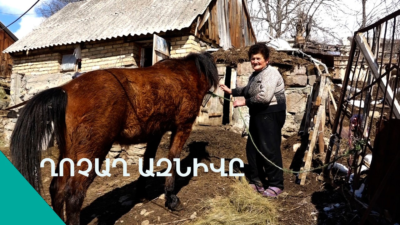«Ցխի ու թրքի միջինա միլիոնը, մի կով ծախեցիր, հարուստ ես». Ազնիվի արդար ապրուստը
