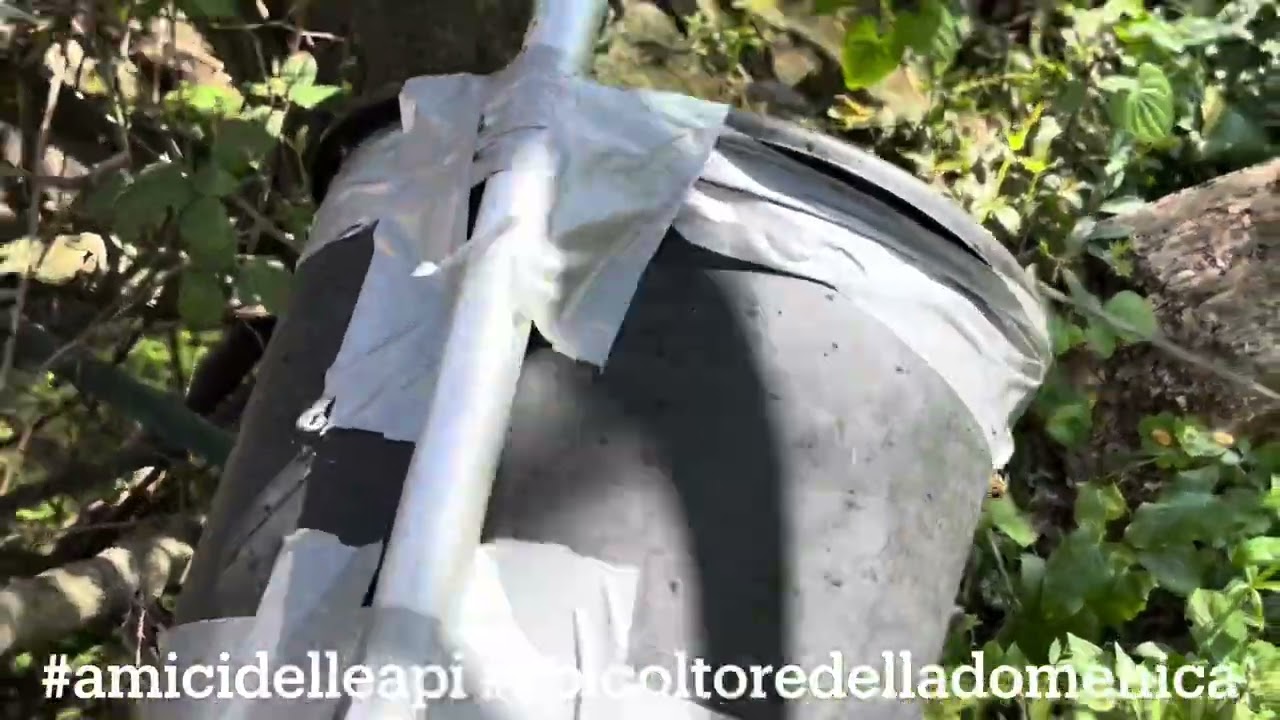 Sciame raccolto con la tecnica del “secchiello”