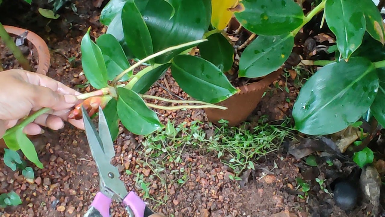 Red button ginger/costus woodsonii plant and it's care
