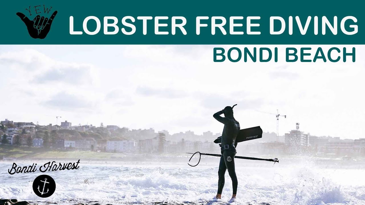 Lobster Diving Bondi Beach (FreeDiving) | Vlog
