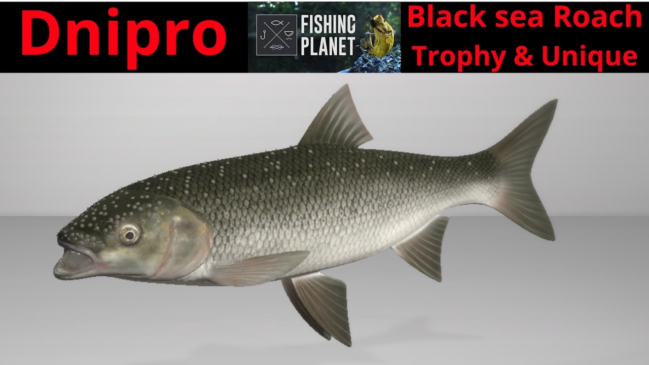 Fishing Planet, Dnipro river Ukraine, Black sea roach, Trophy & Unique