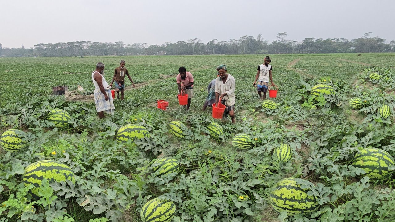 তরমুজ বড় করার পদ্ধতি।। তরমুজ গাছ বড় করার উপায়।। Method of weighing watermelon 15 kg