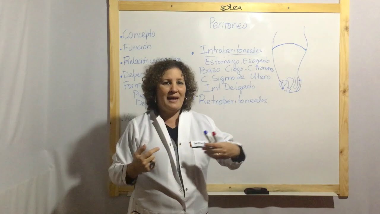 Peritoneo I (Concepto, función y relación con los órganos)