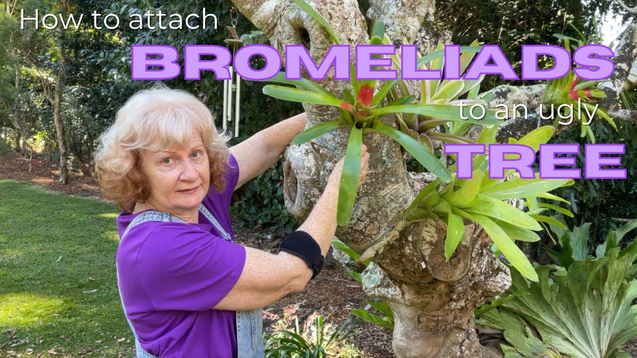 How to dress a tree with Bromeliads 🤩