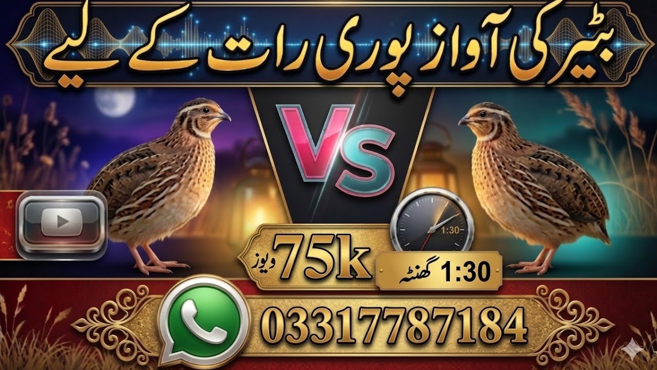 Beautiful Batair ki awaz quail soundQuail sound