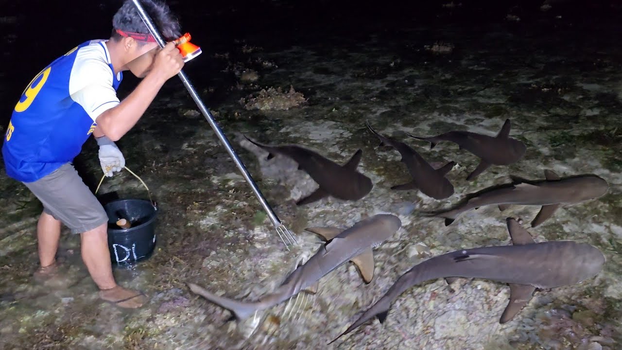 Hari ke 27 Alam yang Kaya Nombak ikan bertemu Predator, Makan bersama Warga - Camp Fishing