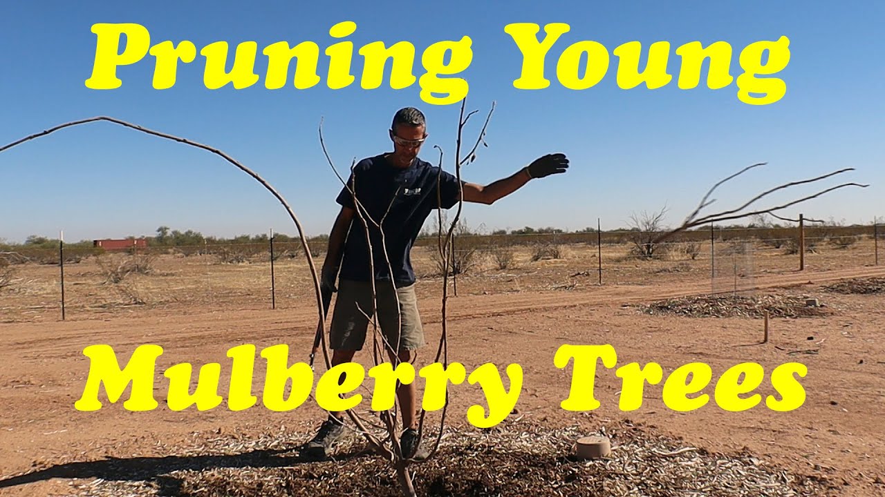 Pruning Young Mulberry Trees
