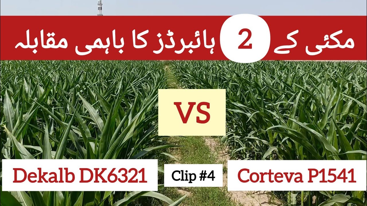 Maize hybrid competition DK6321 Vs P1541 clip#4 ||@agritalksbysaadat