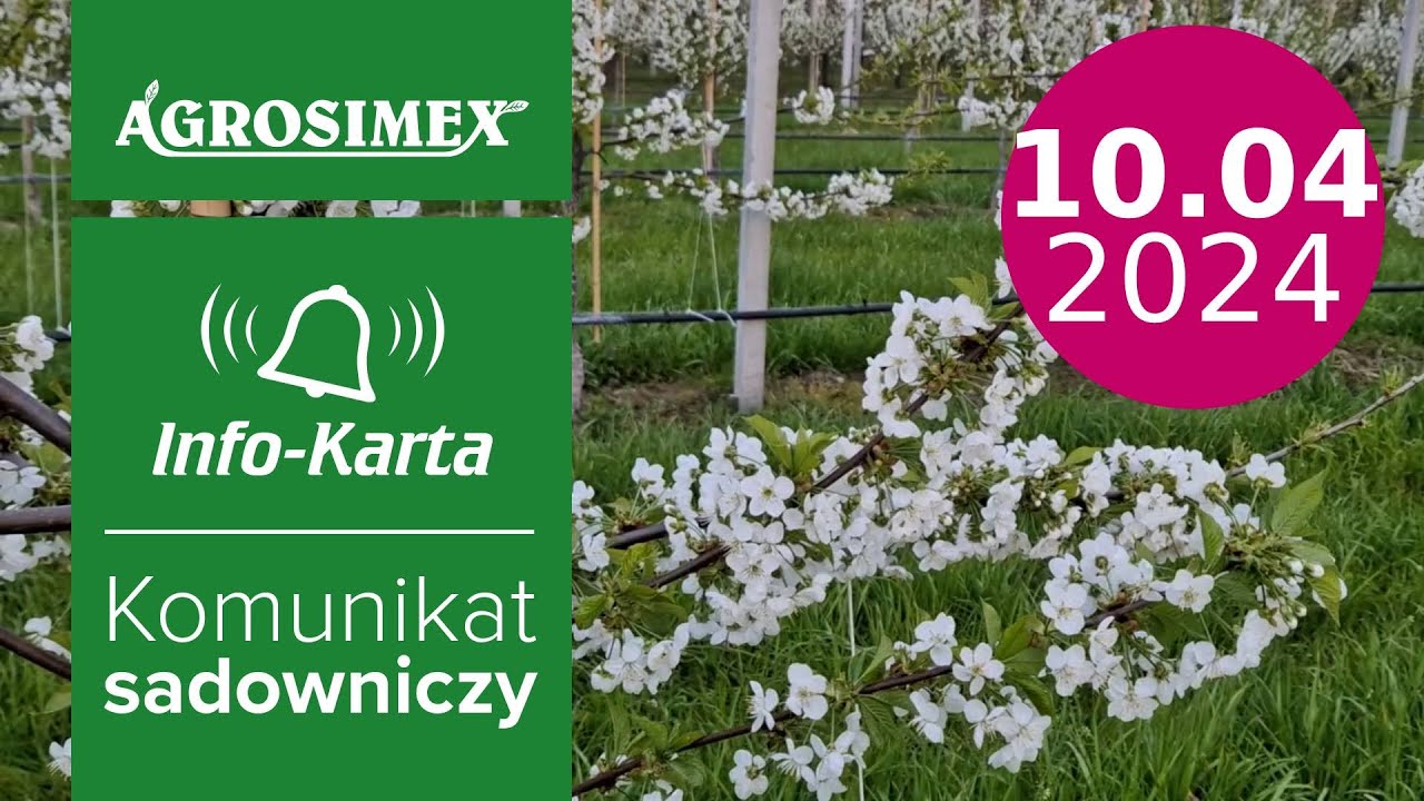 Zabiegi w sadach czereśniowych w czasie kwitnienia - komunikat sadowniczy | Agrosimex