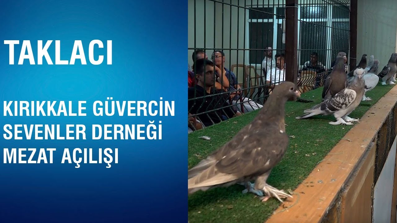 Taklacı - Kırıkkale Güvercin Sevenler Derneği Mezat Açılışı
