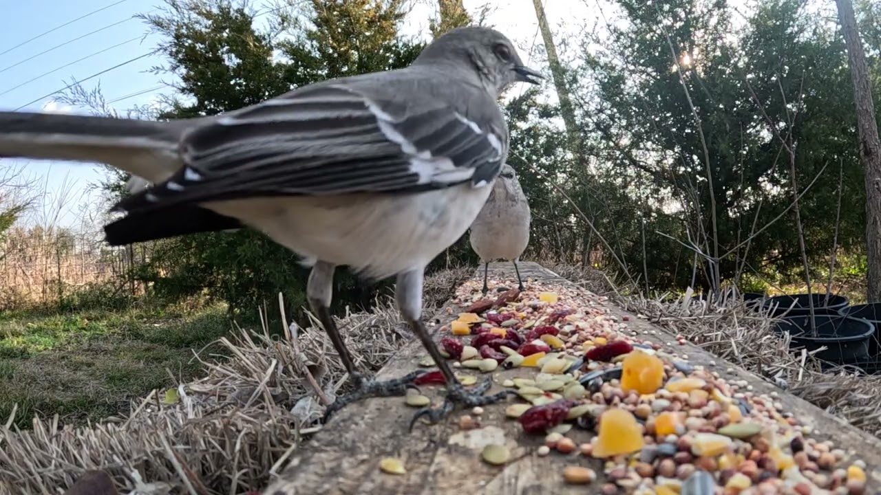 Mockingbirds