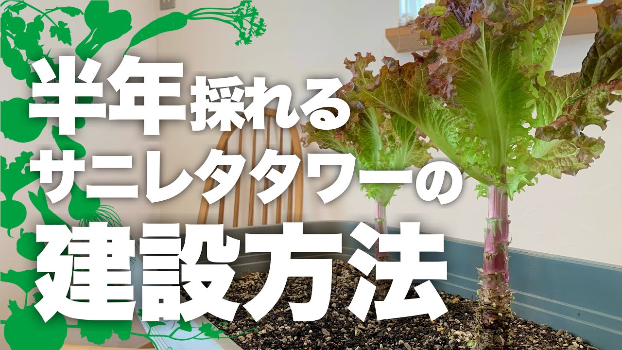【超簡単！】サニーレタス栽培 美味しく育てる4つのテクニック|サニーレタス 育て方