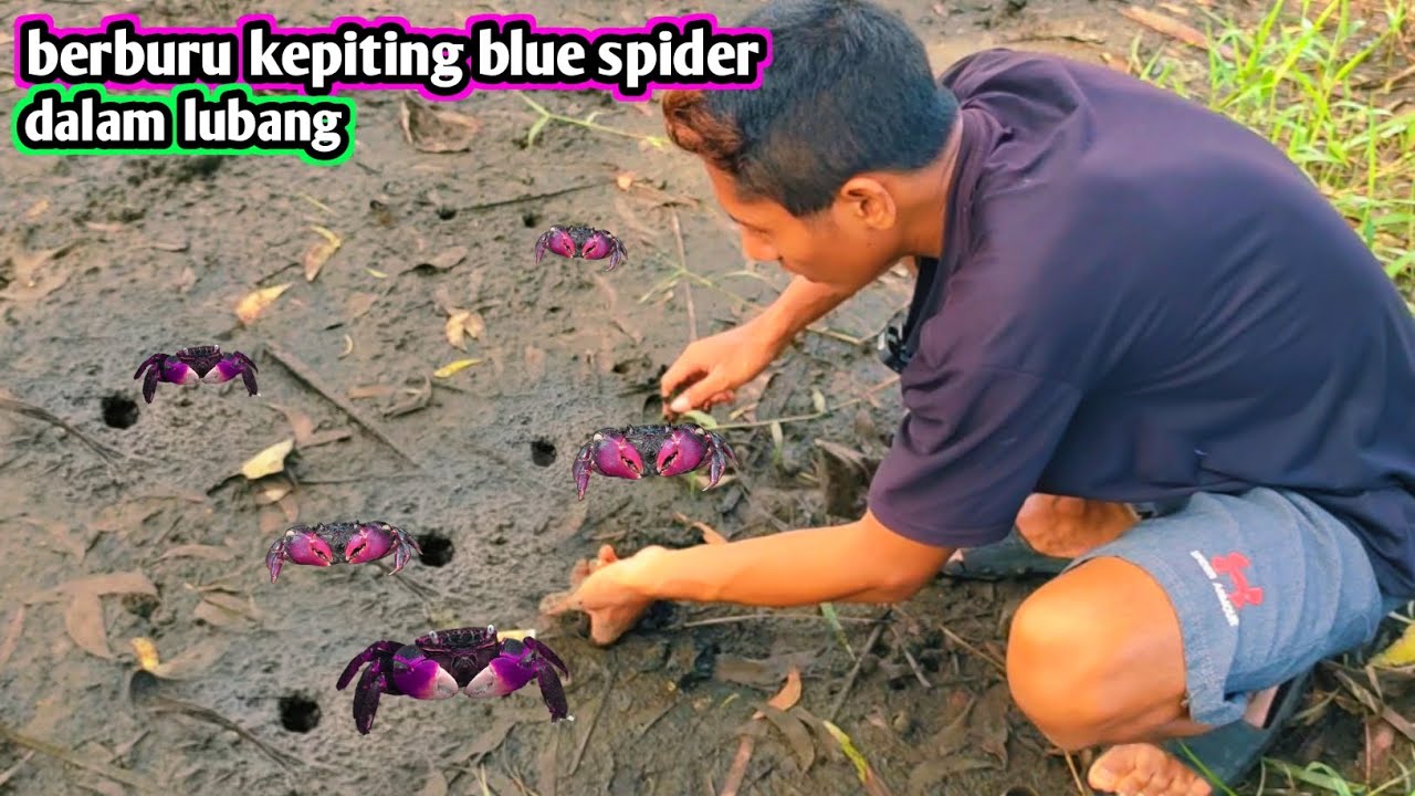 Berburu kepiting ungu