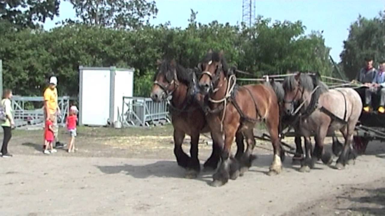 Trekpaarden op de Boerendag in Rijsbergen 2015