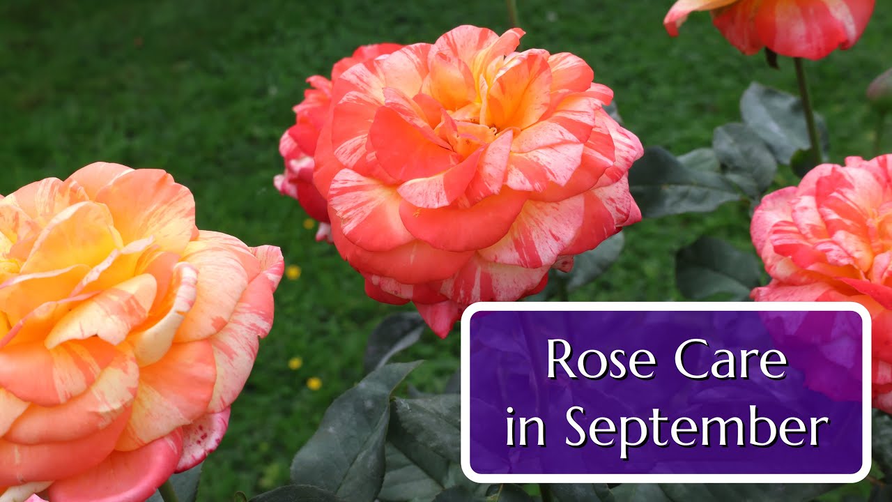 Rose Care in September