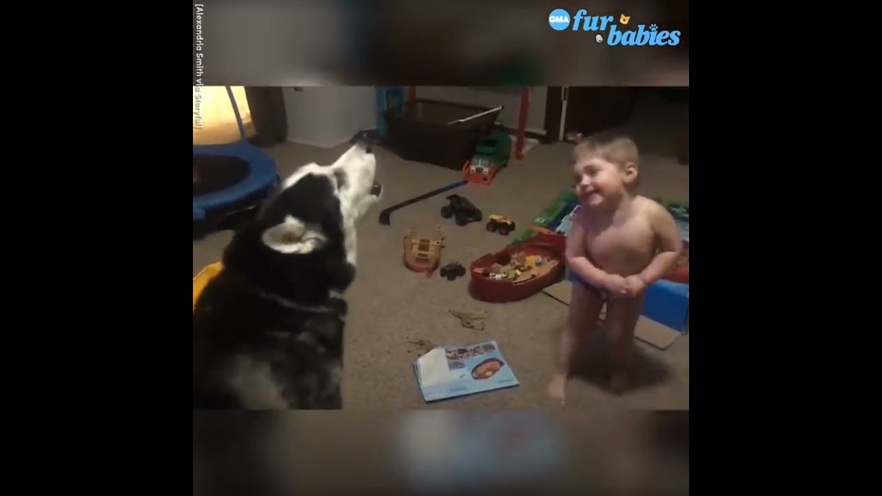 Cute boy barking like a dog difinetly you laughing continuously