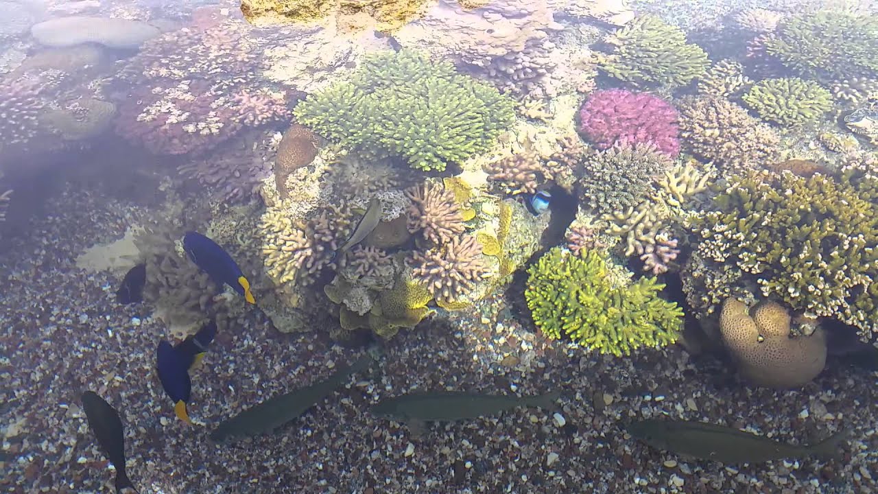 Reef tank lagoon