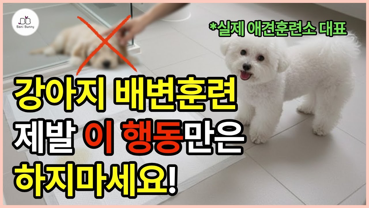 강아지 배변훈련 실패하지 않기 위해 절대 하지 말아야 할 행동과 너무 쉬운 배변 교육법 #강아지배변훈련 #배변훈련
