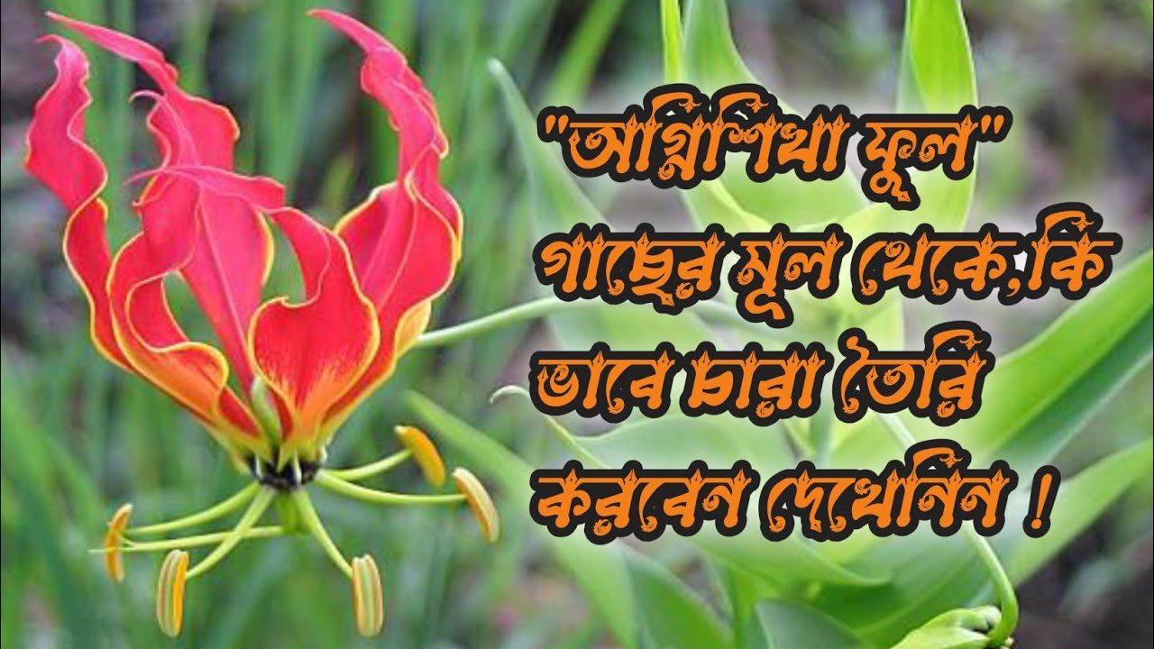 অগ্নিশিখা গাছের মূল থেকে চারা তৈরি করার সহজ ও কার্যকর পদ্ধতি | Flame Tree Propagation🔥🔥||